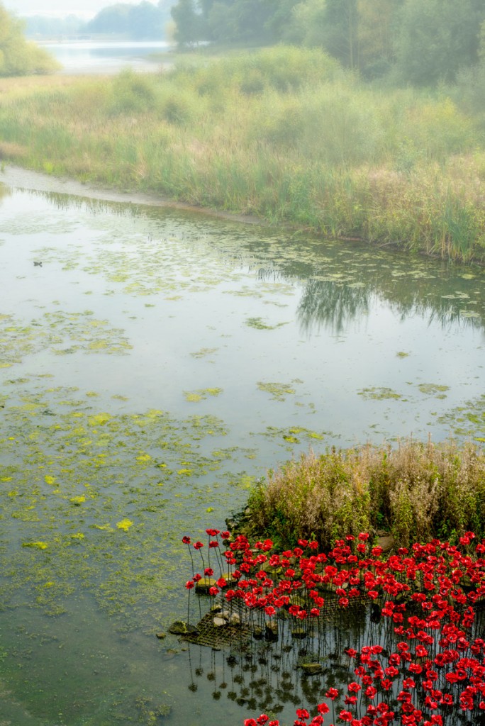 Fog & Poppies - Bretton Park